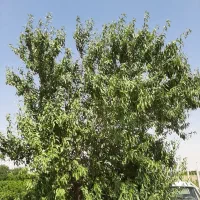 فروش باغچه انگور ۱۶۵۰متری داربستی|فروش زمین و ملک کلنگی|هشتگرد, شهرک دانش|دیوار