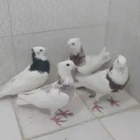کبوتر