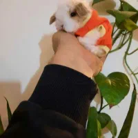 خرگوش لوپ مینیاتوری تعداد و تک|موش و خرگوش|تهران, آرژانتین|دیوار