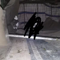 گمشده|حیوانات|دهدشت, |دیوار