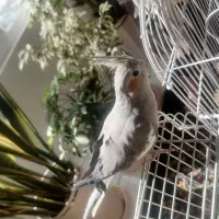 عروس هلندی ماده بسیار زیبا و سرحال آماده جفت