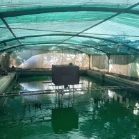 اجاره یا شراکت در استخر