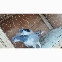 شهری نر ماده