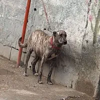 واگذاری سگ نگهبان