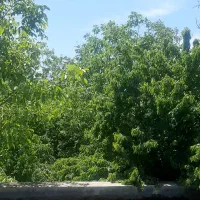 800تا-2000متر-باغ-چهاردیواری-خوروین