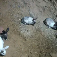 خرگوش