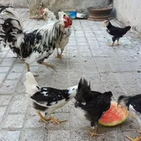 جوجه گلین