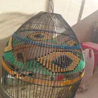 قفس سهره خاکی (طرقه)