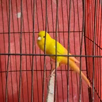 فروش قناری نر بخون