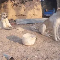 توله عراقی گله ای نر ۸ ماهه