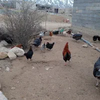 انواع.مرغ‌وخروس‌وبوقلمون