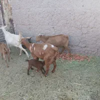 فروشی|حیوانات مزرعه|نرماشیر, |دیوار