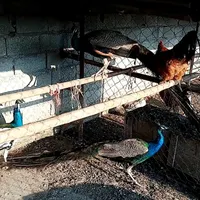 فروش طاووس هندی مولد|پرنده|قائم‌شهر, |دیوار