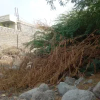 قطع انواع درخت