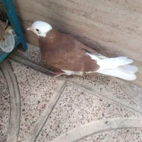 کبوتر شازده قرمز