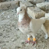 طوقی