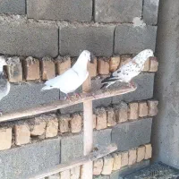 سه عدد کفتر پرشی نر هستن.