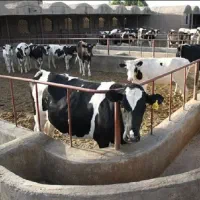 دامپزشک سیار دام بزرگ