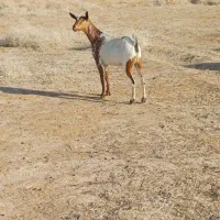 بز صلاله