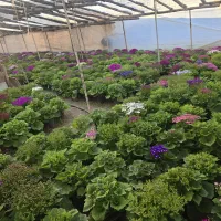 سینره|گل و گیاه طبیعی|پاکدشت, پاکدشت (مامازند)|دیوار