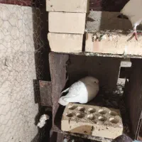 طوقی ماده سفید سفید کفتر اویناق