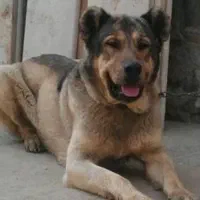 سگ نگهبان لازمم