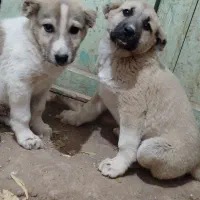 توله سرابی|سگ|هیر, |دیوار