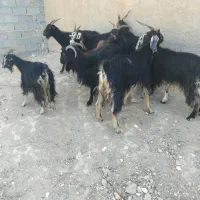 گوشت|حیوانات مزرعه|شیراز, گویم|دیوار