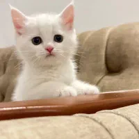 واگذاری گربه بریتیش|گربه|پاکدشت, پاکدشت (مامازند)|دیوار