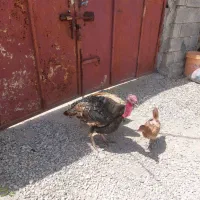 بوقلمون