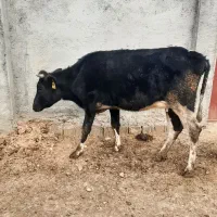 گاو تلیسه|حیوانات مزرعه|مرودشت, قانون|دیوار