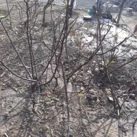 نهال انجیر گلابی وانگور بیدانه سفید|خدمات باغبانی و درختکاری|محمدیه-قزوین, |دیوار