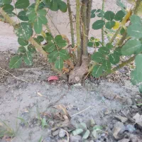 ده بوته گل محمدی شش ساله|گل و گیاه طبیعی|سیرجان, |دیوار