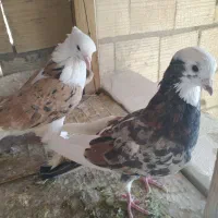 کفتر|پرنده|میبد, |دیوار