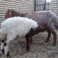 میش جوان وبره نر