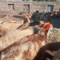 بره گوشتی چاق|حیوانات مزرعه|مسجد سلیمان, |دیوار