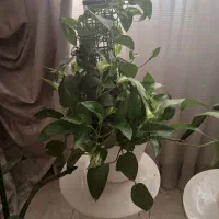 گل طبیعی|گل و گیاه طبیعی|کرج, شاهین‌ویلا|دیوار