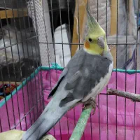 عروس هلندی نر سینامون|پرنده|پارسآباد, |دیوار