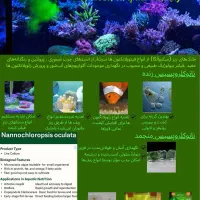جلبک نانو کلروپسیس و کالچر روتیفر آب شور