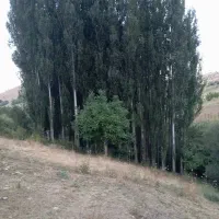 فروش درخت صنوبر|گل و گیاه طبیعی|الیگودرز, |دیوار