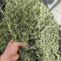 یونجه یونجه