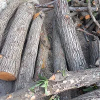 خرید چوب خرید درخت|خدمات باغبانی و درختکاری|سنندج, |دیوار