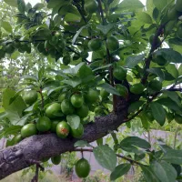 هرس کاری|خدمات باغبانی و درختکاری|شهریار, دهشاد بالا|دیوار