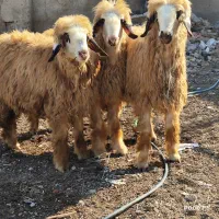 بره شیشک ابسن بی مثل