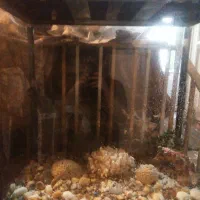 اکواریوم‌شیشه‌خم‌|ماهی|میانه, |دیوار