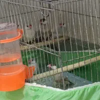 نرگسی شکلاتی|پرنده|باوی, |دیوار