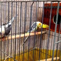 جفت عروس هلندی جوان مولد کارداده با قفس کامل|پرنده|شیراز, ریاستی|دیوار