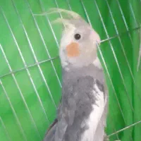 عروس هلندی جفت|پرنده|سبزوار, زینبیه|دیوار