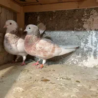 کفتر هما و هما سرور ساعت سنگین