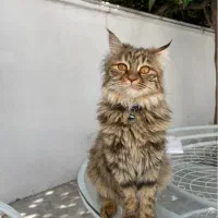 گربه نژاد مین کون